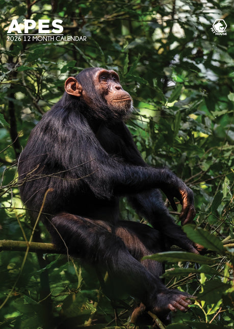 CalendarsRUs Apen A3 Kalender 2026