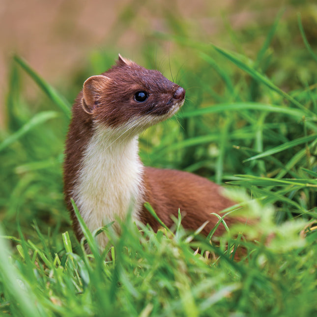 CalendarsRUs British Wildlife Kalender 2026