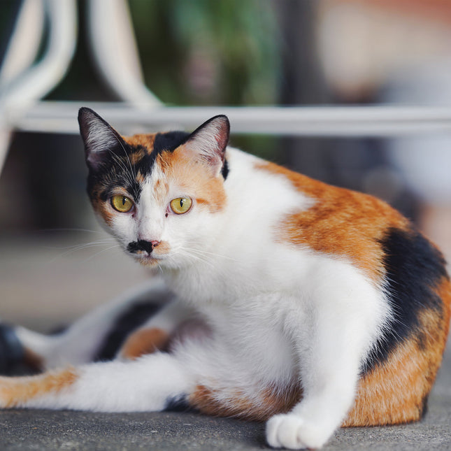 CalendarsRUs Calico Katten Kalender 2026