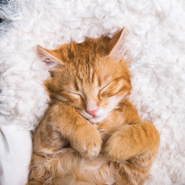 CalendarsRUs Cat Naps Kalendar 2026