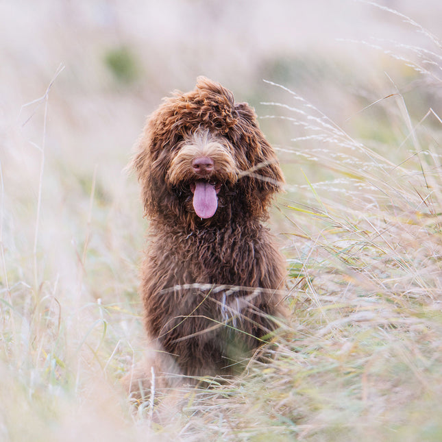 CalendarsRUs Cockapoo Kalender 2026