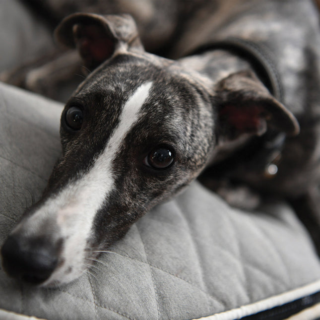 CalendarsRUs Greyhound Kalender 2026