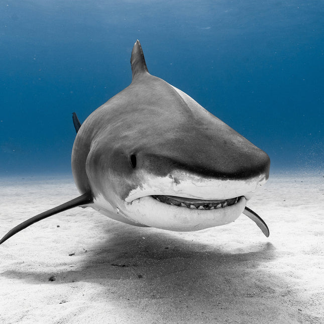 CalendarsRUs Haaien Kalender 2026