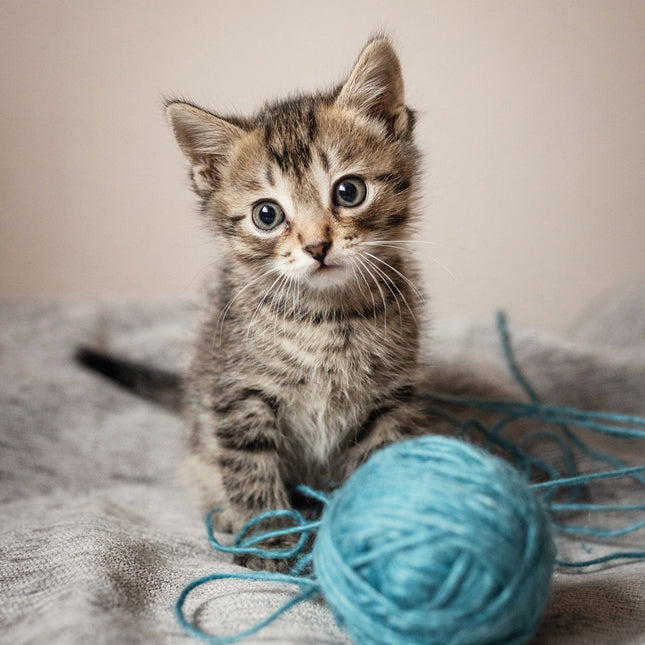 CalendarsRUs Kittens Kalender 2026