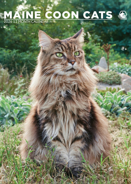 CalendarsRUs Maine Coon A3 Kalender 2026