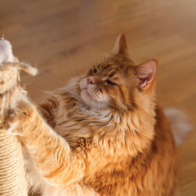 CalendarsRUs Maine Coon Kalender 2026