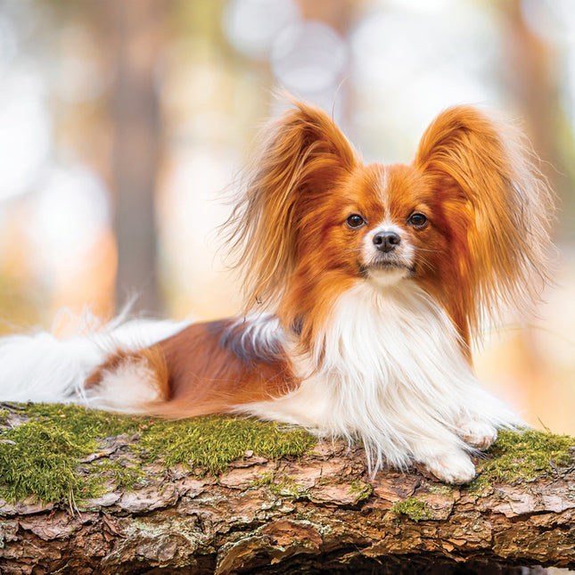 CalendarsRUs Papillon Kalender 2026