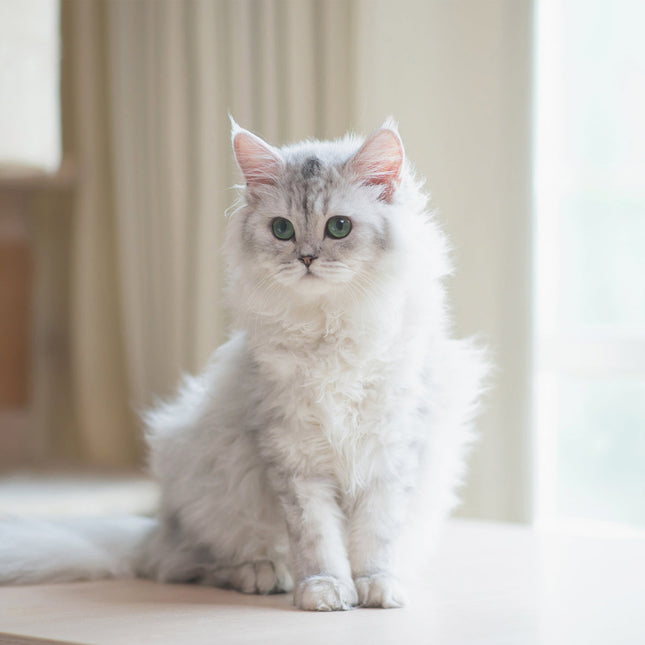 CalendarsRUs Perzische Katten Kalender 2026