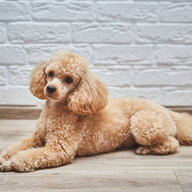 CalendarsRUs Poedel Kalender 2026