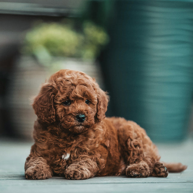 CalendarsRUs Puppies Kalender 2026