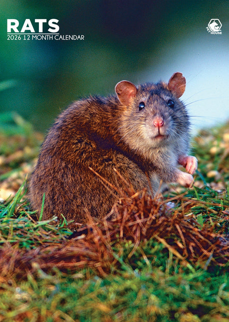 CalendarsRUs Ratten A3 Kalender 2026