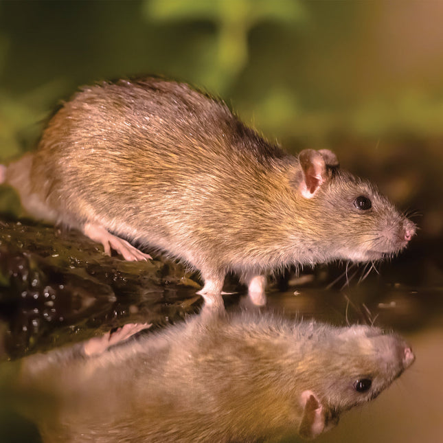 CalendarsRUs Ratten Kalender 2026