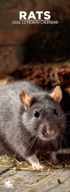 CalendarsRUs Ratten Slimline Kalender 2026