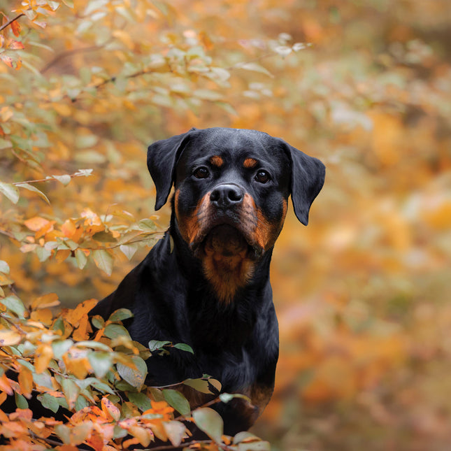 CalendarsRUs Rottweiler Kalender 2026