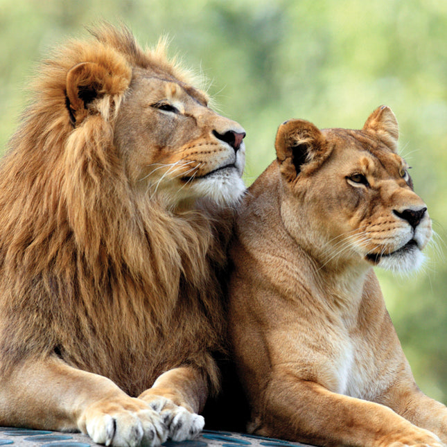 CalendarsRUs Safari Kalender 2026