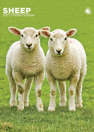 CalendarsRUs Schapen A3 Kalender 2027