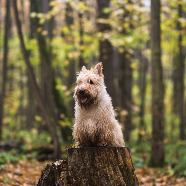 CalendarsRUs Schotse Terrier Kalender 2026
