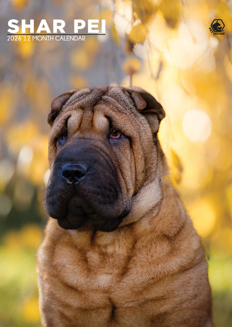 CalendarsRUs Shar Pei A3 Kalender 2026