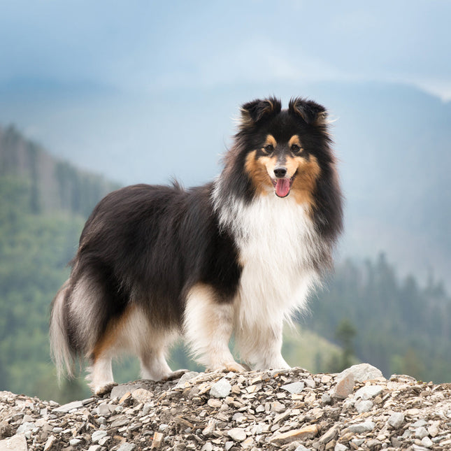 CalendarsRUs Shetland Sheepdog Kalender 2026