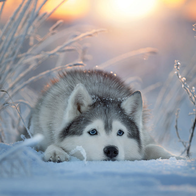 CalendarsRUs Siberische Husky Kalender 2026