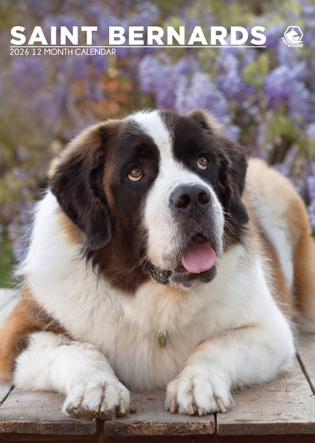 CalendarsRUs Sint Bernard A3 Kalender 2026