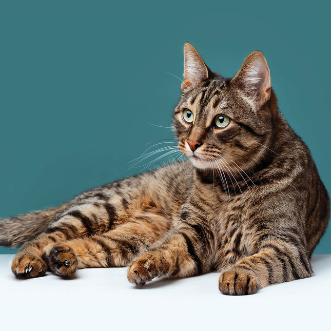 CalendarsRUs Tabby Katten Kalender 2026