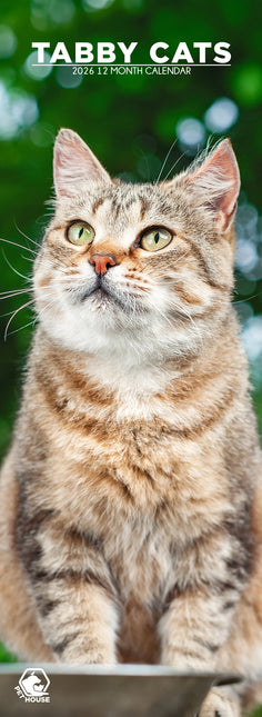 CalendarsRUs Tabby Katten Slimline Kalender 2026
