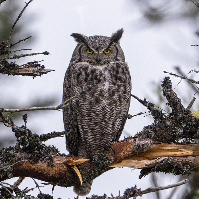 CalendarsRUs Uilen Kalender 2026