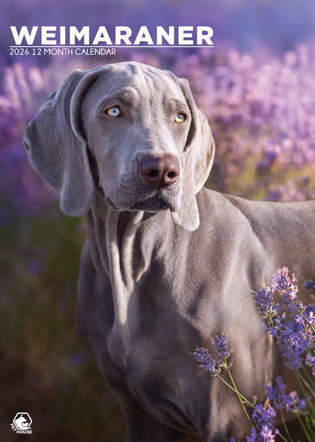 CalendarsRUs Weimaraner A3 Kalender 2026