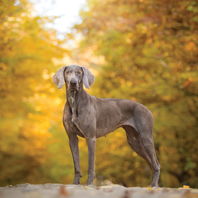 CalendarsRUs Weimaraner Kalender 2026
