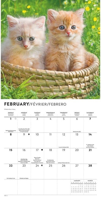 CarouselCalendars Love of Kittens Mini Kalender 2026