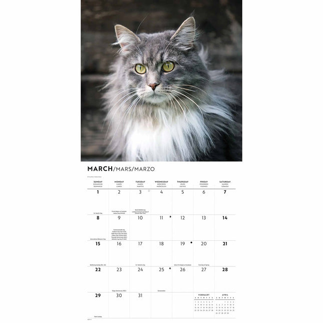 CarouselCalendars Maine Coon Kalender 2026