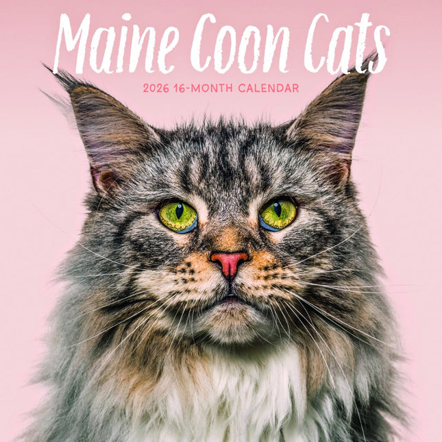 CarouselCalendars Maine Coon Kalender 2026