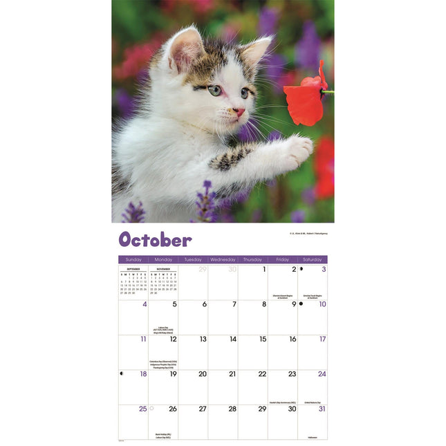 CarouselCalendars Nieuwsgierige Kittens Kalender 2026