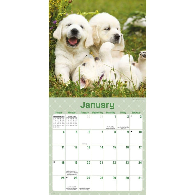 CarouselCalendars Playful Puppies Mini Kalender 2026