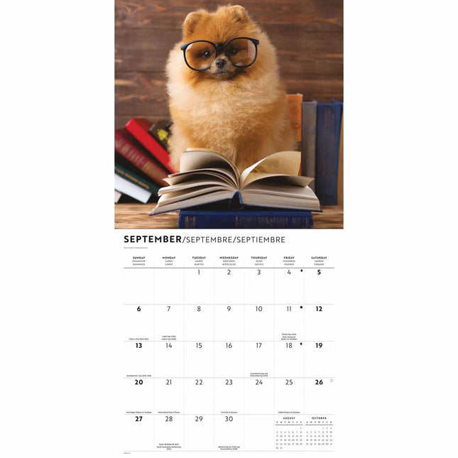 CarouselCalendars Proper Puppies Kalender 2026