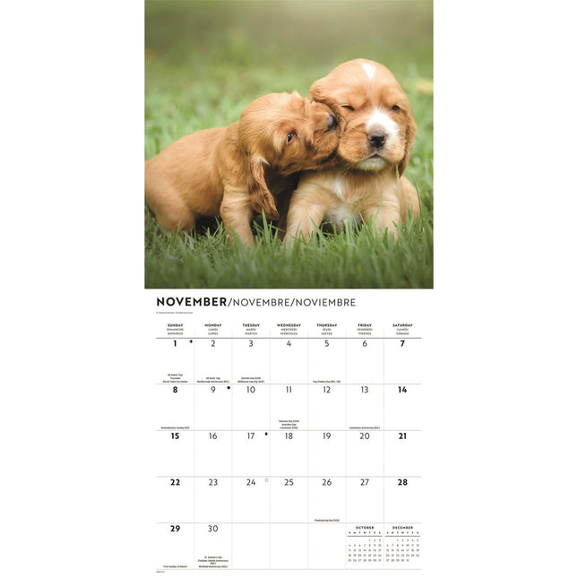 CarouselCalendars Puppie Liefde Kalender 2026