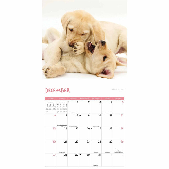 CarouselCalendars Puppies Kalender 2026