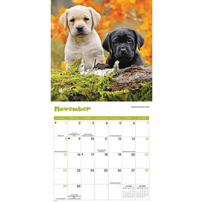 CarouselCalendars Puppies Mini Kalender 2026