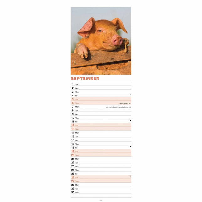 CarouselCalendars Varkens Kalender Slimline 2026