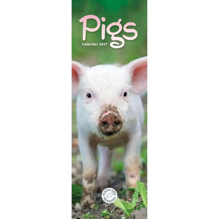CarouselCalendars Varkens Kalender Slimline 2027