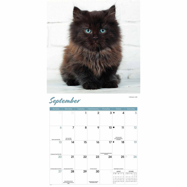 CarouselCalendars Zwarte Kittens Kalender 2026
