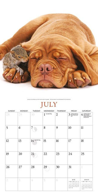 Gladstone Media Puppies en Vrienden Kalender 2026 Mini