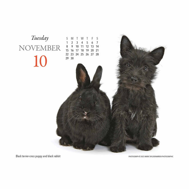Gladstone Media Puppies en Vrienden Scheurkalender 2026 Boxed
