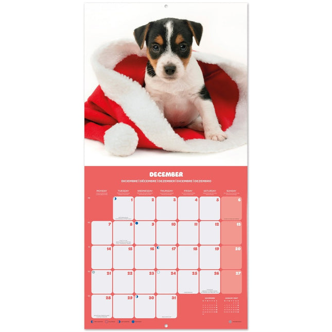 Grupo Puppies Kalender 2026