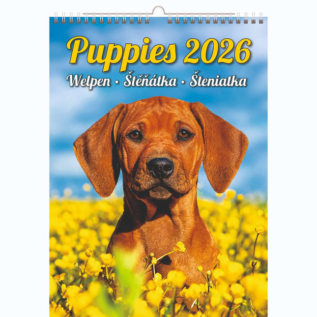 Helma Puppies Kalender 2026