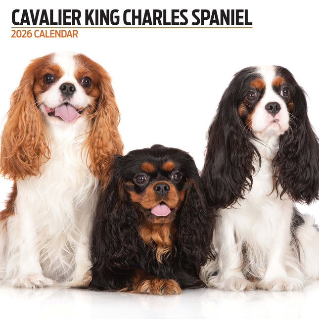 Magnet & Steel Cavalier King Charles Spaniel Modern Kalender 2026