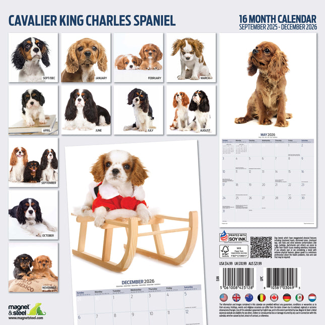 Magnet & Steel Cavalier King Charles Spaniel Modern Kalender 2026