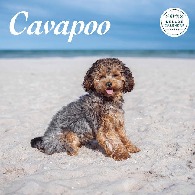 Magnet & Steel Cavapoo Kalender 2026 Deluxe