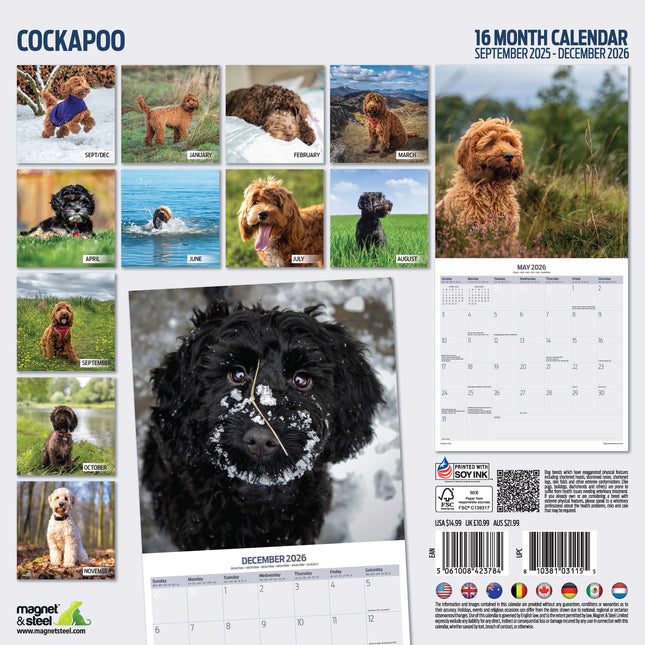 Magnet & Steel Cockapoo Kalender 2026